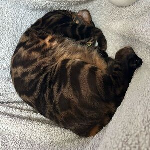 Meet your Posher, Kendall